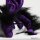 Shoulder dragon XXL, purple, plushy crest