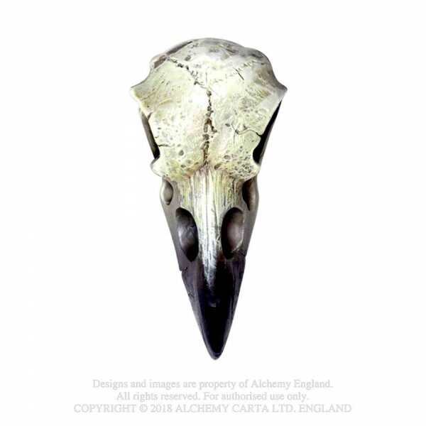 Raven Skull, Resin inkl. Band, v. Alchemy
